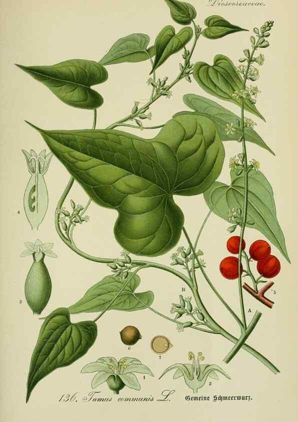 Reproducción/Reproduction 7845411258: Flora von Deutschland, Österreich und der Schweiz.. Gera,Zezschwitz,1903-