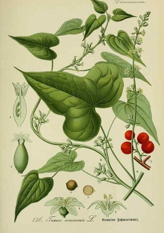 Reproducción/Reproduction 7845411258: Flora von Deutschland, Österreich und der Schweiz.. Gera,Zezschwitz,1903-