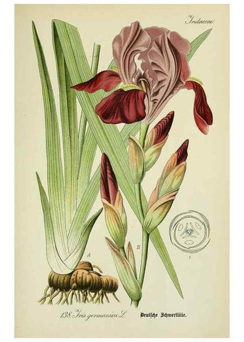 Reproducción/Reproduction 7845413858: Flora von Deutschland, Österreich und der Schweiz.. Gera,Zezschwitz,1903-