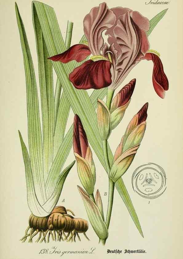 Reproducción/Reproduction 7845413858: Flora von Deutschland, Österreich und der Schweiz.. Gera,Zezschwitz,1903-