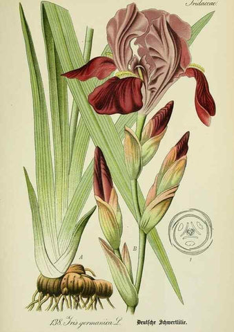 Reproducción/Reproduction 7845413858: Flora von Deutschland, Österreich und der Schweiz.. Gera,Zezschwitz,1903-