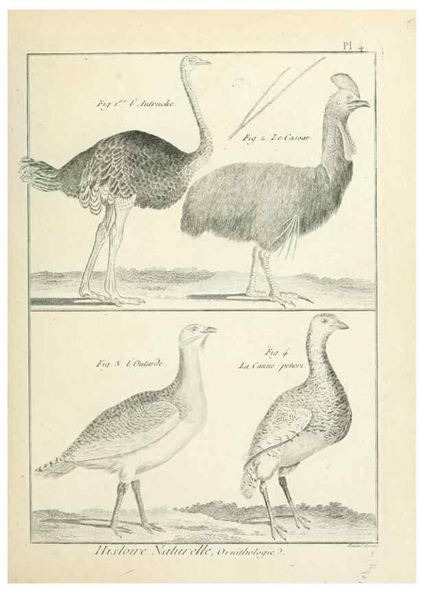 Reproducción/Reproduction 7850549456: Tableau encyclopédique et méthodique des trois règnes de la nature.. A Paris :Chez Mme. veuve Agasse ...,1823.