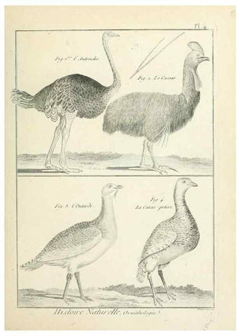 Reproducción/Reproduction 7850549456: Tableau encyclopédique et méthodique des trois règnes de la nature.. A Paris :Chez Mme. veuve Agasse ...,1823.