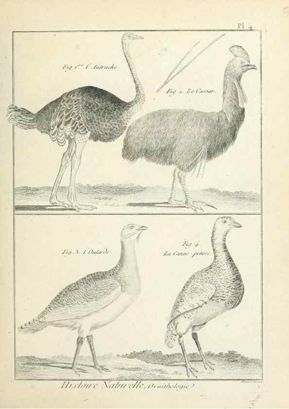 Reproducción/Reproduction 7850549456: Tableau encyclopédique et méthodique des trois règnes de la nature.. A Paris :Chez Mme. veuve Agasse ...,1823.