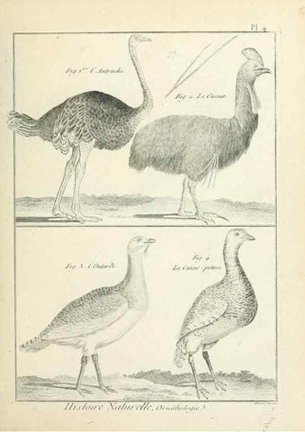 Reproducción/Reproduction 7850549456: Tableau encyclopédique et méthodique des trois règnes de la nature.. A Paris :Chez Mme. veuve Agasse ...,1823.