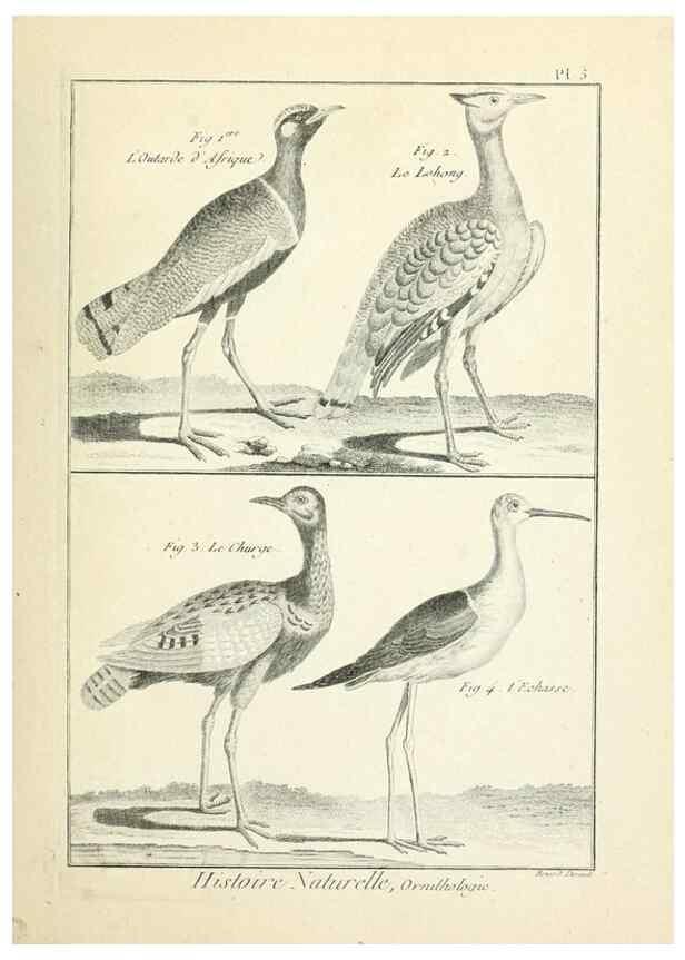 Reproducción/Reproduction 7850550218: Tableau encyclopédique et méthodique des trois règnes de la nature.. A Paris :Chez Mme. veuve Agasse ...,1823.