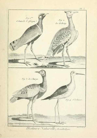 Reproducción/Reproduction 7850550218: Tableau encyclopédique et méthodique des trois règnes de la nature.. A Paris :Chez Mme. veuve Agasse ...,1823.