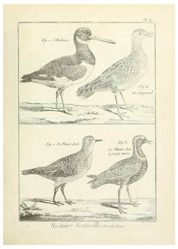 Reproducción/Reproduction 7850550724: Tableau encyclopédique et méthodique des trois règnes de la nature.. A Paris :Chez Mme. veuve Agasse ...,1823.