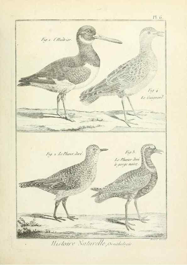 Reproducción/Reproduction 7850550724: Tableau encyclopédique et méthodique des trois règnes de la nature.. A Paris :Chez Mme. veuve Agasse ...,1823.