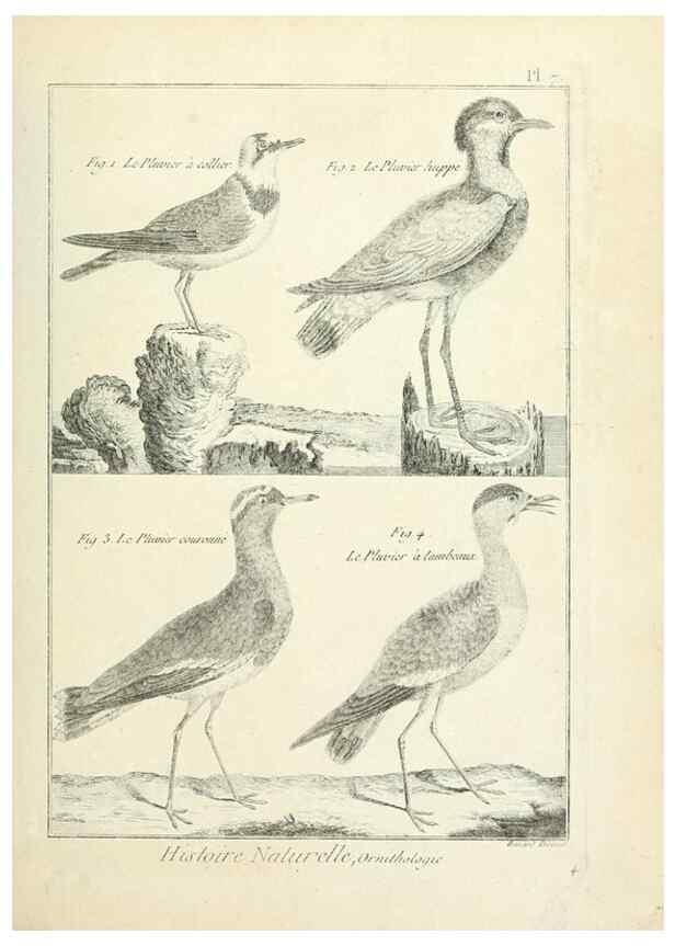 Reproducción/Reproduction 7850551228: Tableau encyclopédique et méthodique des trois règnes de la nature.. A Paris :Chez Mme. veuve Agasse ...,1823.