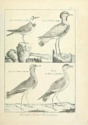 Reproducción/Reproduction 7850551228: Tableau encyclopédique et méthodique des trois règnes de la nature.. A Paris :Chez Mme. veuve Agasse ...,1823.