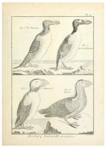 Reproducción/Reproduction 7850552742: Tableau encyclopédique et méthodique des trois règnes de la nature.. A Paris :Chez Mme. veuve Agasse ...,1823.