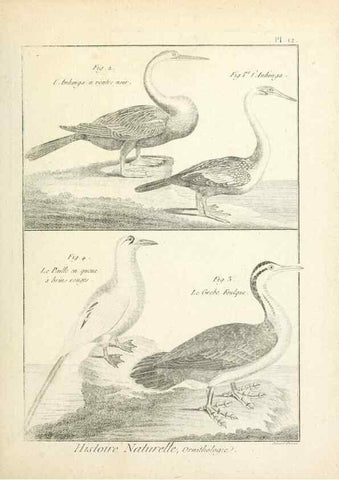 Reproducción/Reproduction 7850553984: Tableau encyclopédique et méthodique des trois règnes de la nature.. A Paris :Chez Mme. veuve Agasse ...,1823.