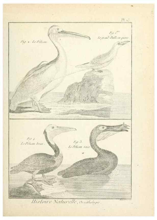 Reproducción/Reproduction 7850554614: Tableau encyclopédique et méthodique des trois règnes de la nature.. A Paris :Chez Mme. veuve Agasse ...,1823.
