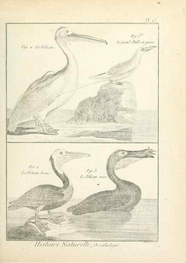 Reproducción/Reproduction 7850554614: Tableau encyclopédique et méthodique des trois règnes de la nature.. A Paris :Chez Mme. veuve Agasse ...,1823.