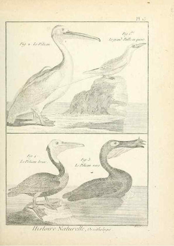 Reproducción/Reproduction 7850554614: Tableau encyclopédique et méthodique des trois règnes de la nature.. A Paris :Chez Mme. veuve Agasse ...,1823.