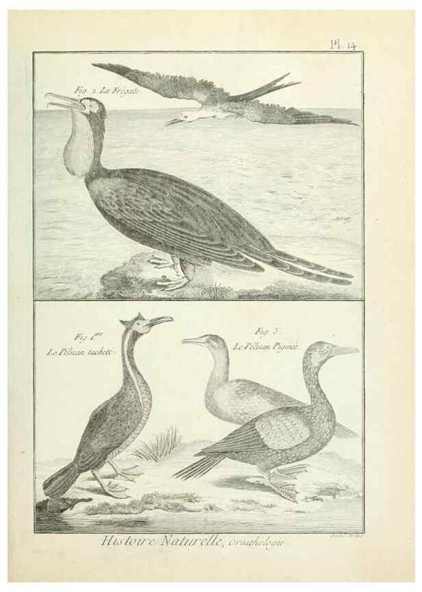 Reproducción/Reproduction 7850555202: Tableau encyclopédique et méthodique des trois règnes de la nature.. A Paris :Chez Mme. veuve Agasse ...,1823.