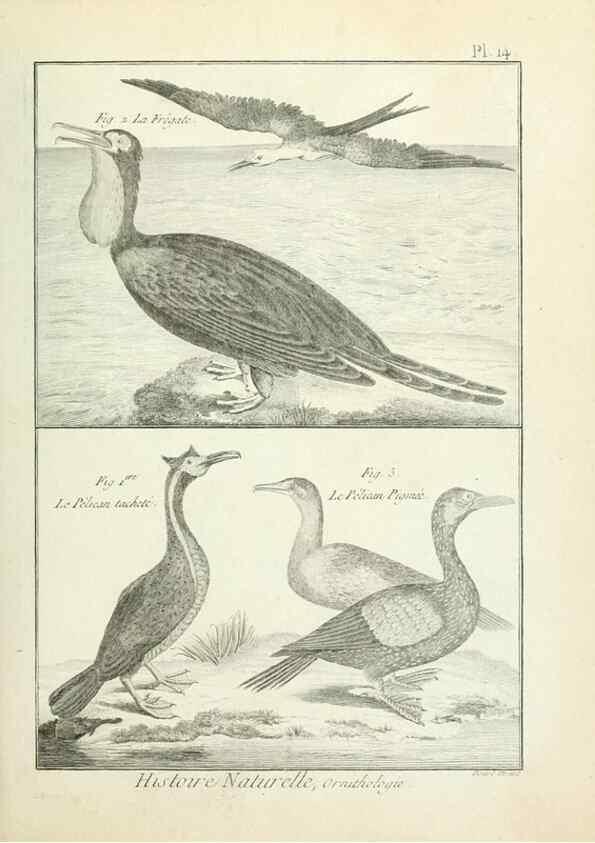 Reproducción/Reproduction 7850555202: Tableau encyclopédique et méthodique des trois règnes de la nature.. A Paris :Chez Mme. veuve Agasse ...,1823.