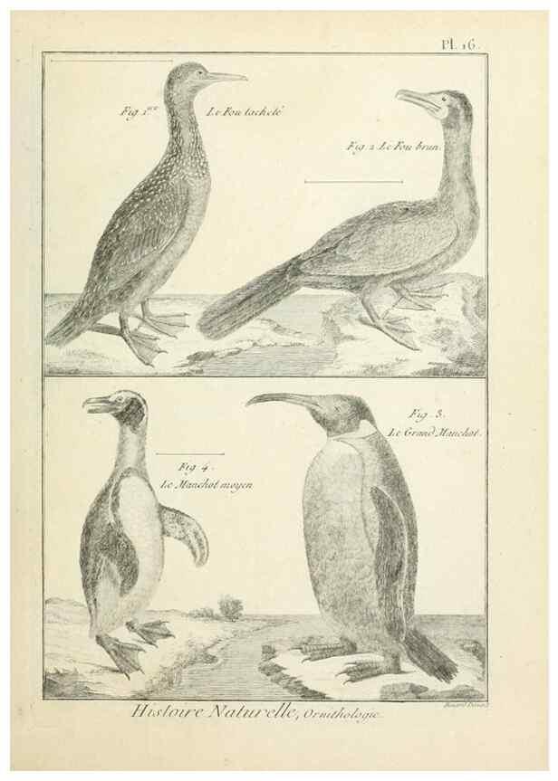Reproducción/Reproduction 7850556390: Tableau encyclopédique et méthodique des trois règnes de la nature.. A Paris :Chez Mme. veuve Agasse ...,1823.
