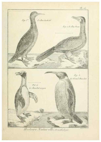 Reproducción/Reproduction 7850556390: Tableau encyclopédique et méthodique des trois règnes de la nature.. A Paris :Chez Mme. veuve Agasse ...,1823.