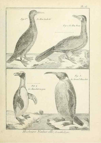 Reproducción/Reproduction 7850556390: Tableau encyclopédique et méthodique des trois règnes de la nature.. A Paris :Chez Mme. veuve Agasse ...,1823.