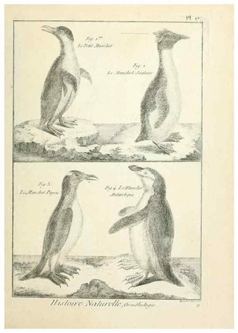 Reproducción/Reproduction 7850556952: Tableau encyclopédique et méthodique des trois règnes de la nature.. A Paris :Chez Mme. veuve Agasse ...,1823.