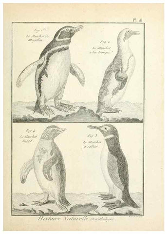 Reproducción/Reproduction 7850557476: Tableau encyclopédique et méthodique des trois règnes de la nature.. A Paris :Chez Mme. veuve Agasse ...,1823.
