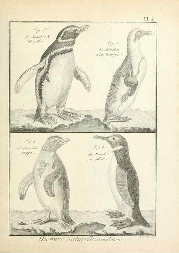 Reproducción/Reproduction 7850557476: Tableau encyclopédique et méthodique des trois règnes de la nature.. A Paris :Chez Mme. veuve Agasse ...,1823.