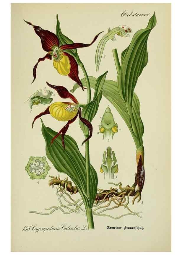 Reproducción/Reproduction 7845440768: Flora von Deutschland, Österreich und der Schweiz.. Gera,Zezschwitz,1903-