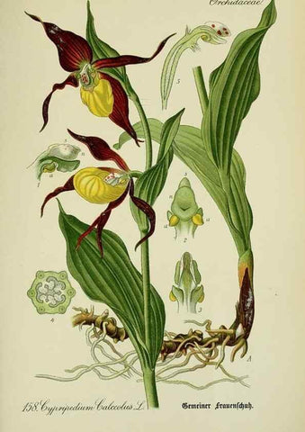 Reproducción/Reproduction 7845440768: Flora von Deutschland, Österreich und der Schweiz.. Gera,Zezschwitz,1903-