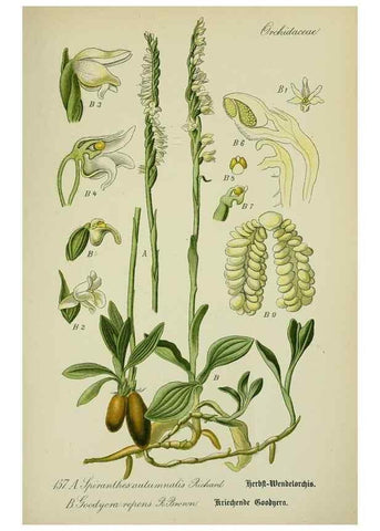 Reproducción/Reproduction 7845439252: Flora von Deutschland, Österreich und der Schweiz.. Gera,Zezschwitz,1903-