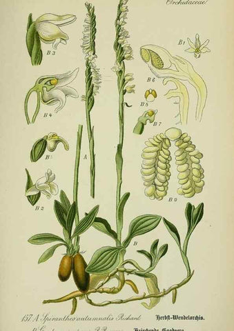 Reproducción/Reproduction 7845439252: Flora von Deutschland, Österreich und der Schweiz.. Gera,Zezschwitz,1903-