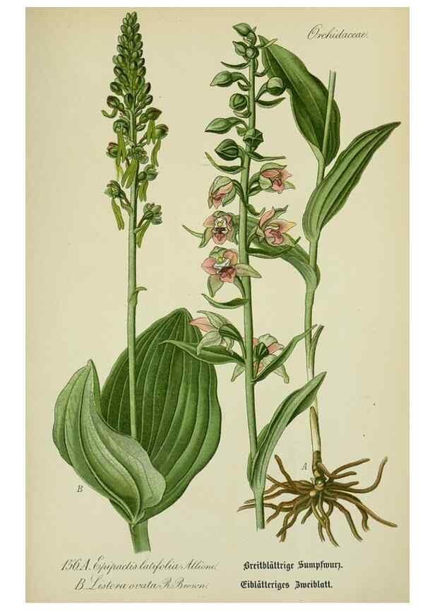 Reproducción/Reproduction 7845437884: Flora von Deutschland, Österreich und der Schweiz.. Gera,Zezschwitz,1903-