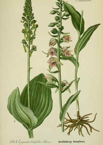 Reproducción/Reproduction 7845437884: Flora von Deutschland, Österreich und der Schweiz.. Gera,Zezschwitz,1903-