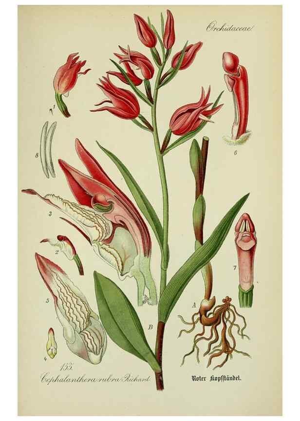 Reproducción/Reproduction 7845436254: Flora von Deutschland, Österreich und der Schweiz.. Gera,Zezschwitz,1903-