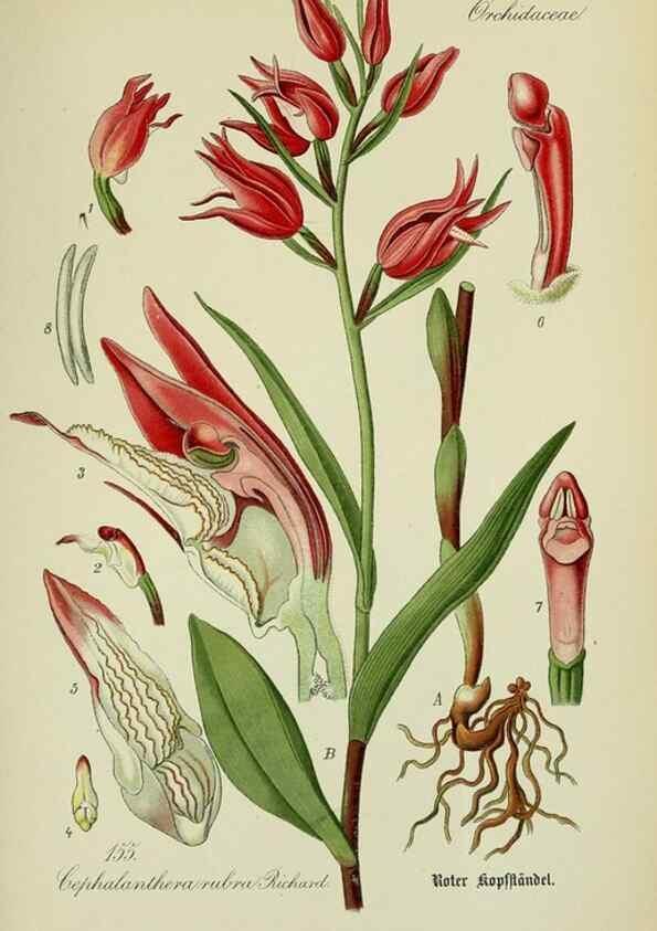 Reproducción/Reproduction 7845436254: Flora von Deutschland, Österreich und der Schweiz.. Gera,Zezschwitz,1903-