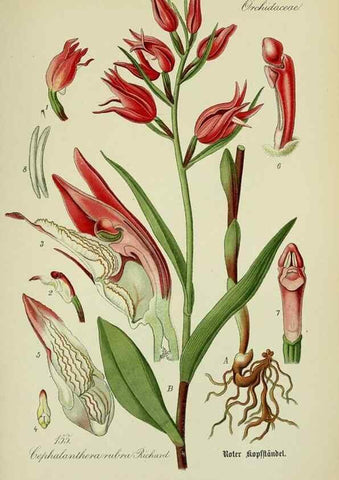 Reproducción/Reproduction 7845436254: Flora von Deutschland, Österreich und der Schweiz.. Gera,Zezschwitz,1903-