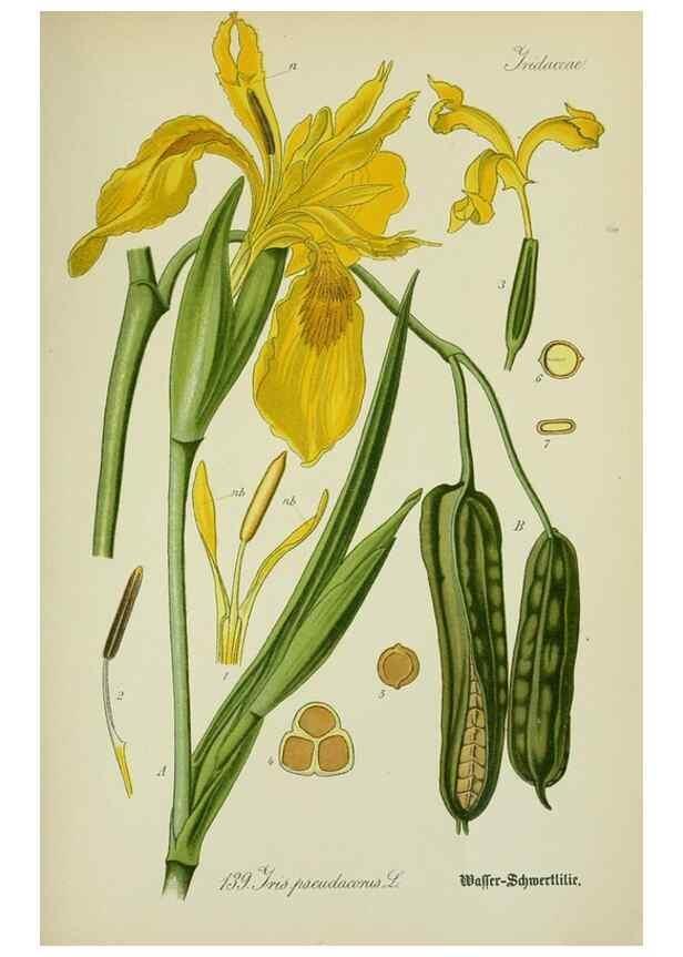 Reproducción/Reproduction 7845414972: Flora von Deutschland, Österreich und der Schweiz.. Gera,Zezschwitz,1903-