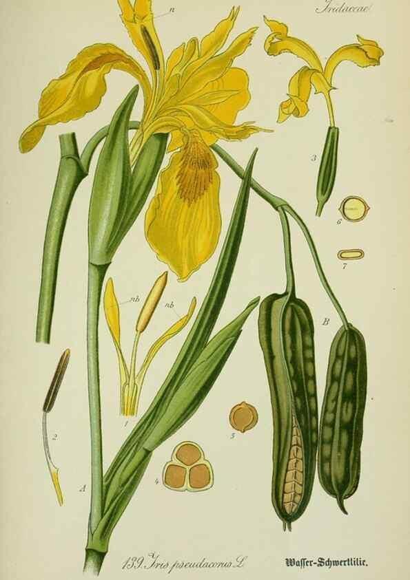 Reproducción/Reproduction 7845414972: Flora von Deutschland, Österreich und der Schweiz.. Gera,Zezschwitz,1903-