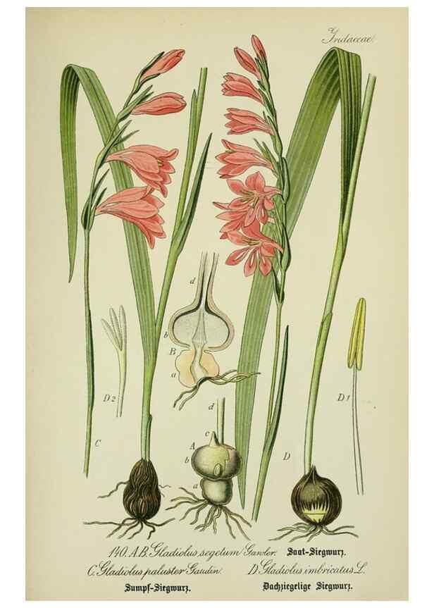 Reproducción/Reproduction 7845416104: Flora von Deutschland, Österreich und der Schweiz.. Gera,Zezschwitz,1903-
