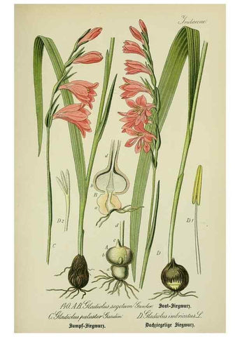 Reproducción/Reproduction 7845416104: Flora von Deutschland, Österreich und der Schweiz.. Gera,Zezschwitz,1903-