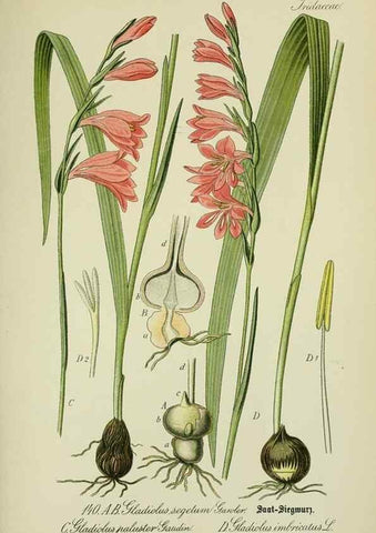 Reproducción/Reproduction 7845416104: Flora von Deutschland, Österreich und der Schweiz.. Gera,Zezschwitz,1903-