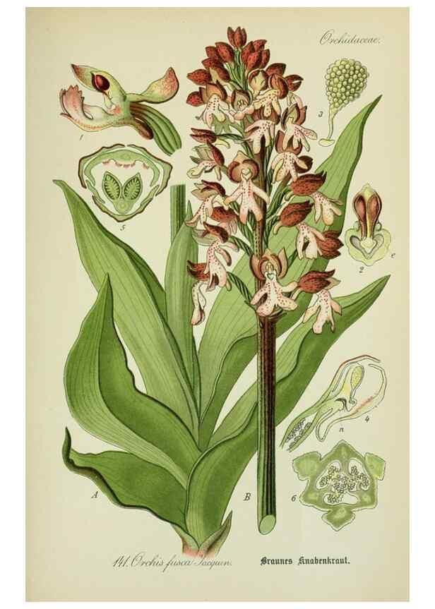 Reproducción/Reproduction 7845417442: Flora von Deutschland, Österreich und der Schweiz.. Gera,Zezschwitz,1903-