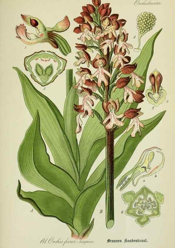 Reproducción/Reproduction 7845417442: Flora von Deutschland, Österreich und der Schweiz.. Gera,Zezschwitz,1903-
