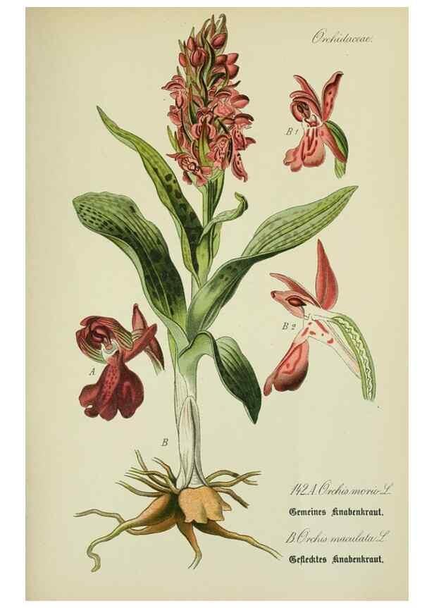 Reproducción/Reproduction 7845418704: Flora von Deutschland, Österreich und der Schweiz.. Gera,Zezschwitz,1903-