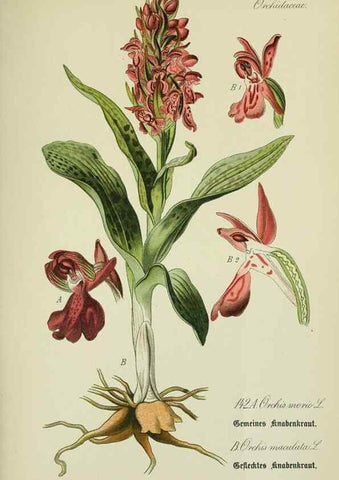 Reproducción/Reproduction 7845418704: Flora von Deutschland, Österreich und der Schweiz.. Gera,Zezschwitz,1903-