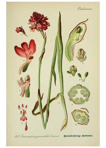 Reproducción/Reproduction 7845420186: Flora von Deutschland, Österreich und der Schweiz.. Gera,Zezschwitz,1903-