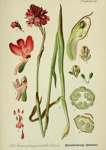 Reproducción/Reproduction 7845420186: Flora von Deutschland, Österreich und der Schweiz.. Gera,Zezschwitz,1903-
