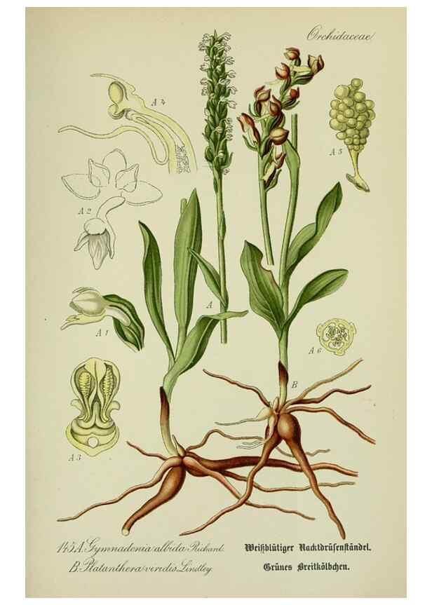 Reproducción/Reproduction 7845422920: Flora von Deutschland, Österreich und der Schweiz.. Gera,Zezschwitz,1903-