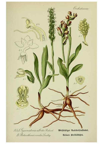 Reproducción/Reproduction 7845422920: Flora von Deutschland, Österreich und der Schweiz.. Gera,Zezschwitz,1903-